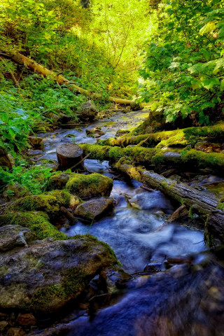 Lush green forest stream rocks 3 - a few rock free wallpaper