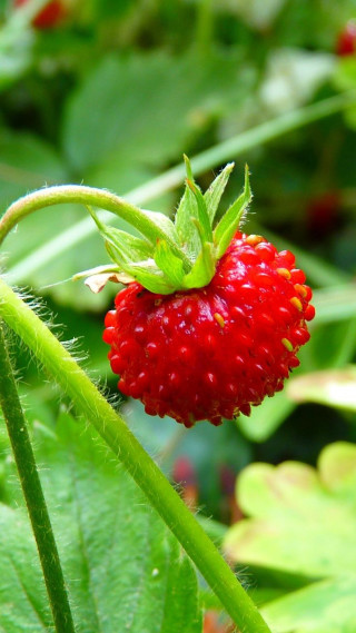 Close up berry plant leaves - free nature wallpaper