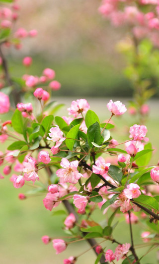 Bush pink flowers field grass - a blurry background free wallpaper
