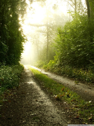 Dirt road trees bushes sunbeams - tonalism free wallpaper