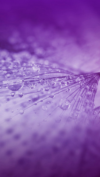 Dandelion water droplets purple background 2 - water droplet free wallpaper