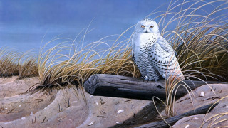 Snowy owl log field grass - an airbrush painting free wallpaper for desktop