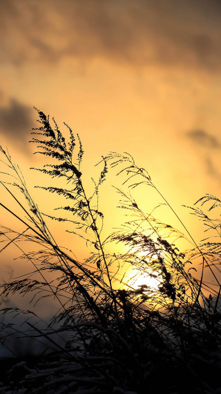 Sunset silhouette plant bird flying - sunset free wallpaper