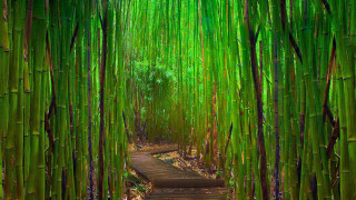 Bamboo forest path wooden walkway - green plant free wallpaper