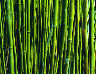 Bamboo sticks stacked row ground - the stem free wallpaper