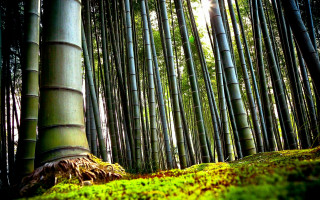Trees grass sunlight green nature - land art free wallpaper