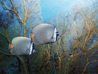 Two fish swimming water trees - holography free wallpaper