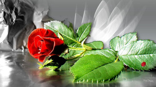 Red rose ladybug shiny surface - a shiny surface free wallpaper