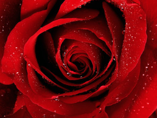Red rose water droplets black 6 - petal free wallpaper