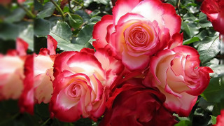 Red white roses bouquet blurry - anne dunn free wallpaper