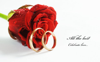 Red rose wedding rings love - romantic free wallpaper