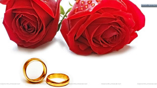 Red roses gold wedding rings - romantic free wallpaper