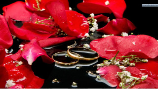 Wedding rings red flowers water - romantic free wallpaper