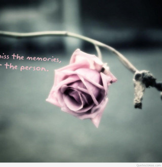 Pink rose quote on it - a pink rose free wallpaper