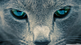 Cat blue eyes surreal macro - a close up of a cat free wallpaper