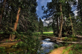 Stream forest trees grass sunny - a mountain in the distance free wallpaper