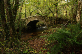 Small bridge forest stream trees - a stream free wallpaper