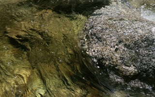 Rock water bird perched back - top of it free wallpaper