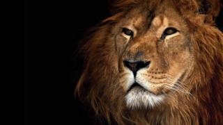 Lion closeup black background portrait - a black background free wallpaper for desktop