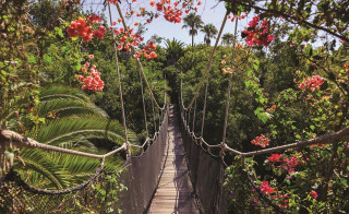 Suspension bridge forest red flowers - david lachapelle free wallpaper