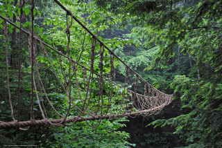 Rope bridge forest man walking - liminal free wallpaper