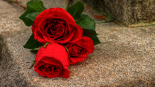 Three red roses rock building - a rock outside free wallpaper