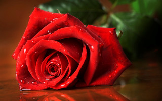 Red rose water droplets romantic - a red rose free wallpaper for desktop