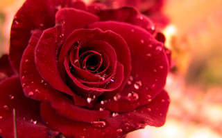 Red rose water droplets macro 65 - a red rose free wallpaper