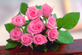 Pink roses brown box leather - pink rose free wallpaper