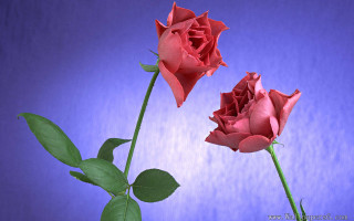 Two roses vase table blue - two rose free wallpaper