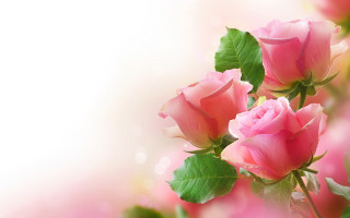 Pink roses green leaves white 5 - pink rose free wallpaper