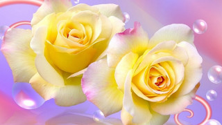Yellow roses water bubbles pink - bubble of water free wallpaper