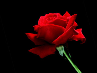 Red rose green stem gothic - a single red rose free wallpaper