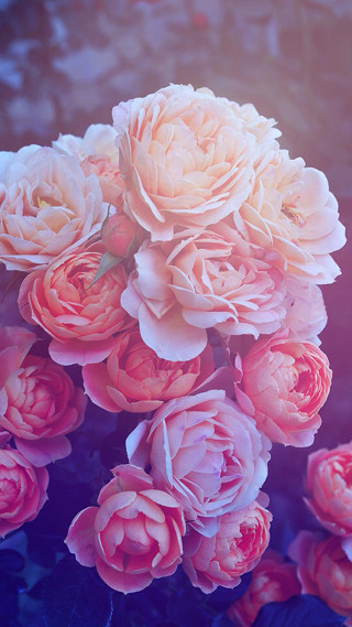 Pink flowers vase table blue 2 - still free wallpaper