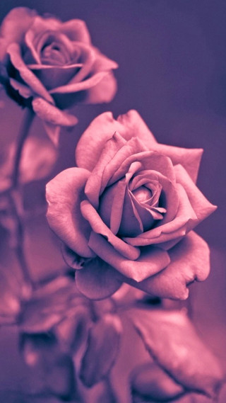 Close up roses table purple - two rose free wallpaper