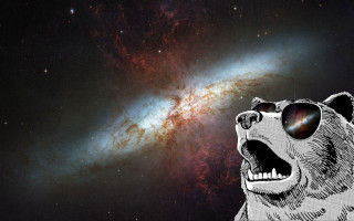 Bear sunglasses galaxy sky head - a bear free wallpaper