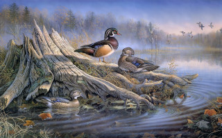 Ducks on log pond ducklings - nearby free wallpaper