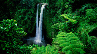 Waterfall lush green foliage trees - tropical free wallpaper