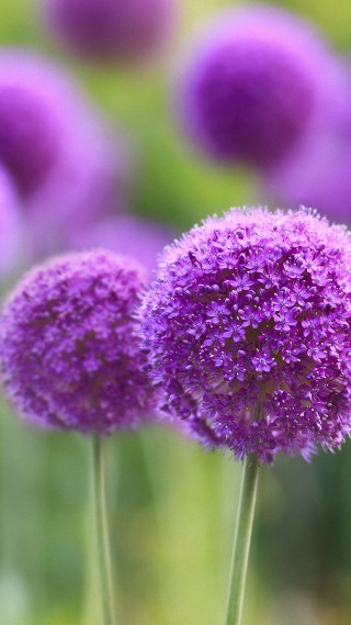 Purple flower closeup blurry background 3 - a blurry background free wallpaper