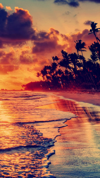 Beach sunset palm trees surfboard - the sun free wallpaper