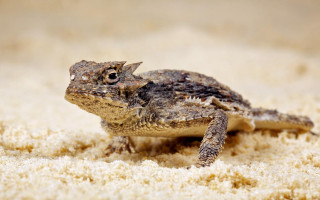 Small frog sandy ground sand - sandy free wallpaper