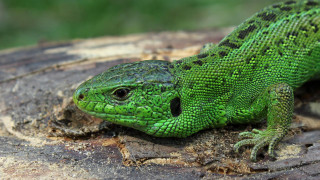 Green lizard tree stump sunny - wild free wallpaper