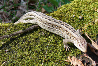 Lizard mossy surface woods nature - cricorps grégoire free wallpaper
