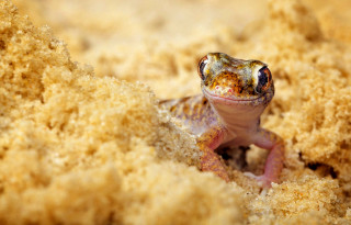 Gecko sand macro autumn fire - the sand free wallpaper