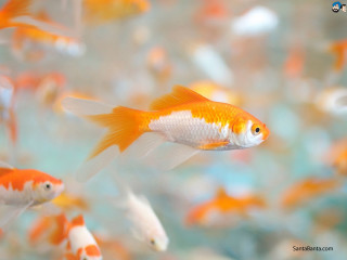 Goldfish aquarium swimming water rocks - damien hirst free wallpaper