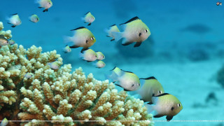Fish coral reef ocean blue 3 - a blue sky background free wallpaper