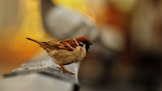 Small bird metal rail outside - outside free wallpaper