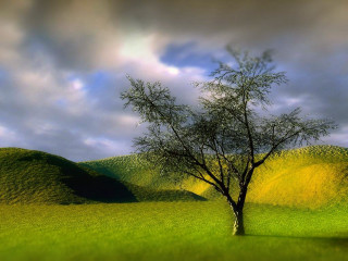 Tree field cloudy sky hill - environmental art free wallpaper for desktop