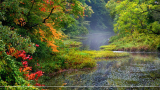 River trees foliage fall foggy - impressionist free wallpaper