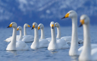 White ducks floating lake shore - bird free wallpaper